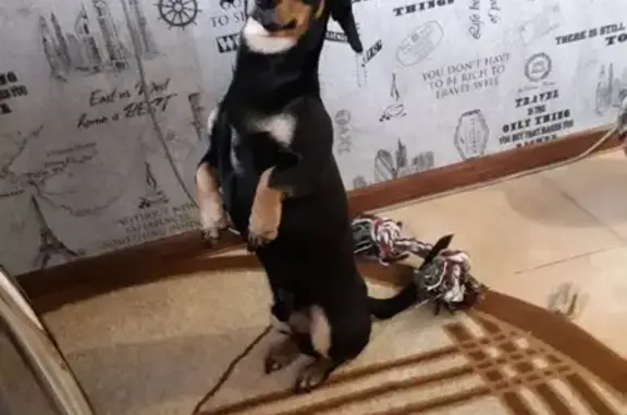 Собаки потеряшки, , фото: Потеряшка такса Арчи в Горловке, вознаграждение