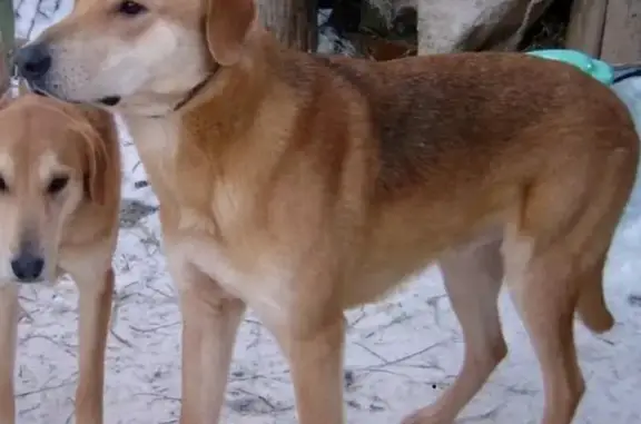 Пропала собака в Ярославле, Фрунзенский район