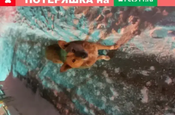 Найдена рыжая собака на улице Расточная 15к6 в Екатеринбурге
