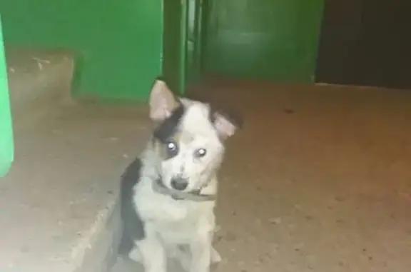 Найден щенок с ошейником в Уфе