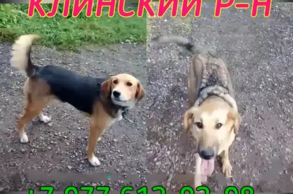 Пропала собака в МО, Клинский район, Фроловское, Стреглово