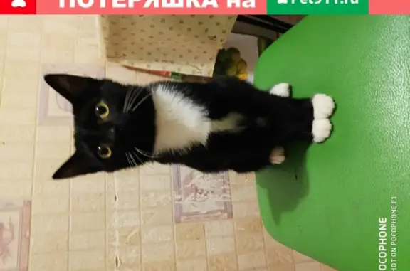 Пропала кошка на улице Ломоносова, 6 (Череповец)