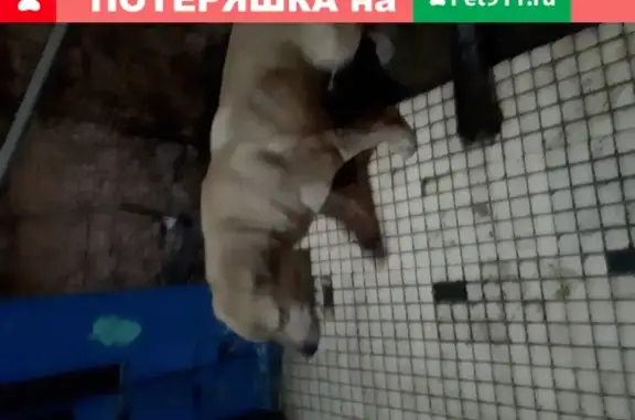 Найдена большая белая собака на Бирюлёвской, 31к3