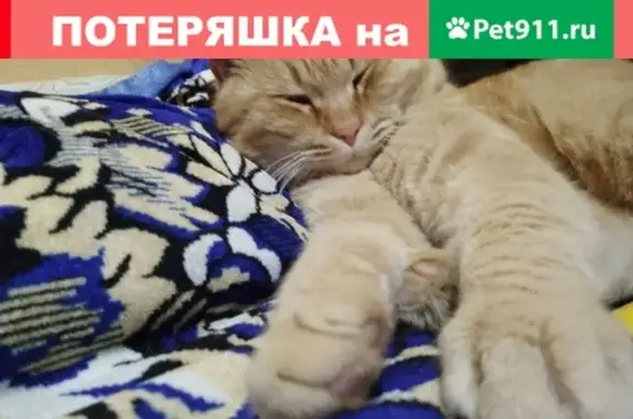 Пропала кошка на Ольховой улице, Краснодар, вознаграждение