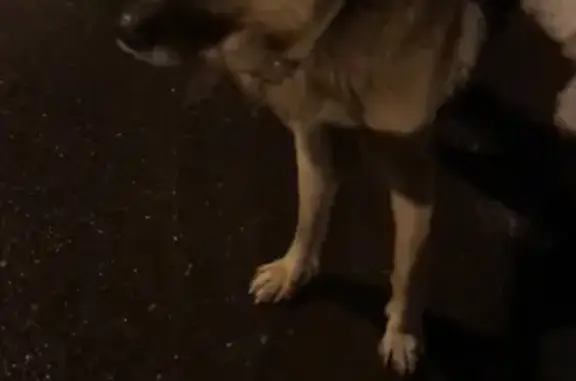 Собака на Орджоникидзе в Щербинке, видео в наличии