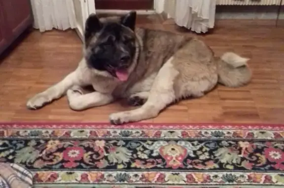 Найдена собака на Новоясеневском проспекте, Москва