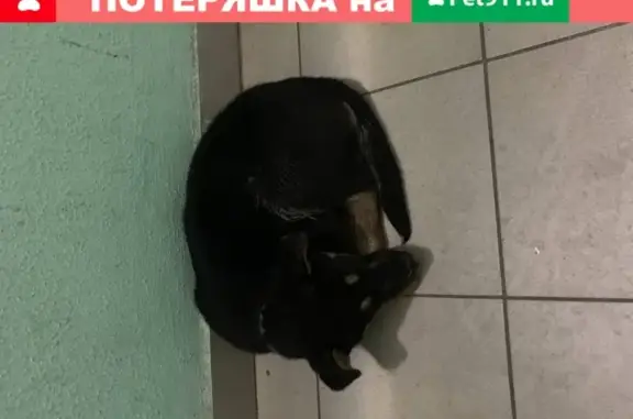 Найдена чёрная собака в Zhodzina, Belarus