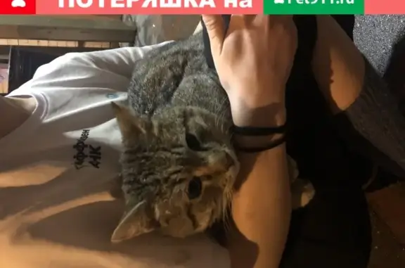 Найден дружелюбный кот на ул. Михайлова в Москве
