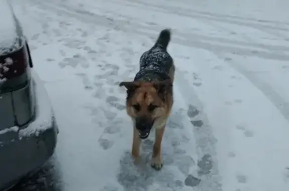 Найдена собака в Пушкинском районе, возможно потеряшка.
