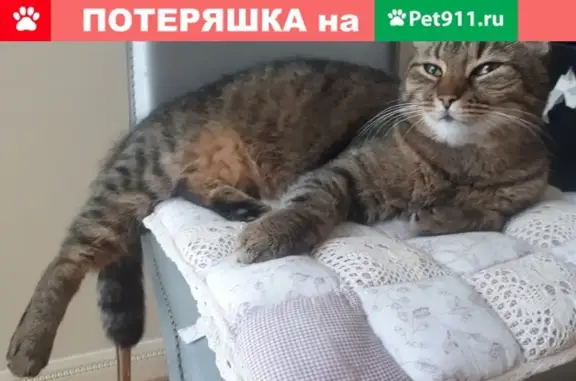 Найден домашний кот на ул. Корякова, м. Озерки