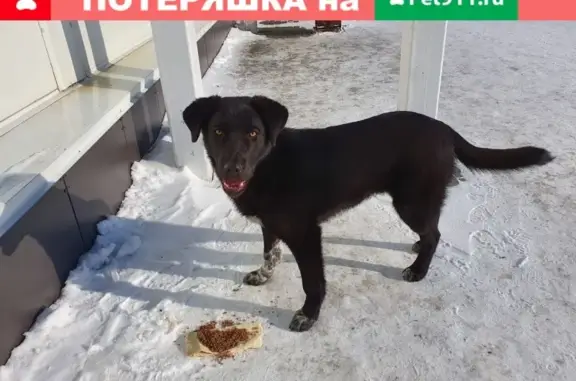 Собака найдена: чёрный кобель, пегие лапы, домашний. Алтайский край, Барнаул, Правобережный тракт, 25.