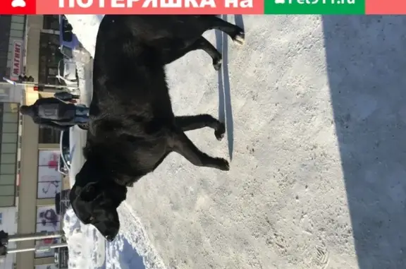 Собака на перекрестке у магнита в Новосибирске
