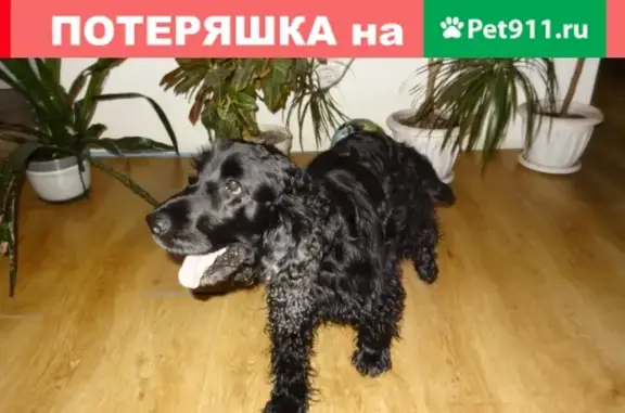 Пропала собака возле Зенковского парка в Прокопьевске