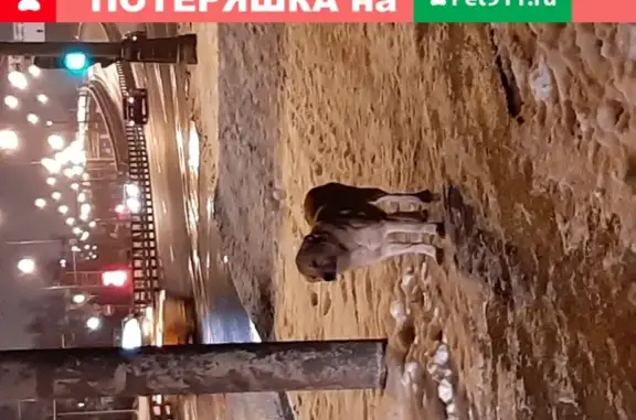 Найдена собака на улице Элеваторная, Москва