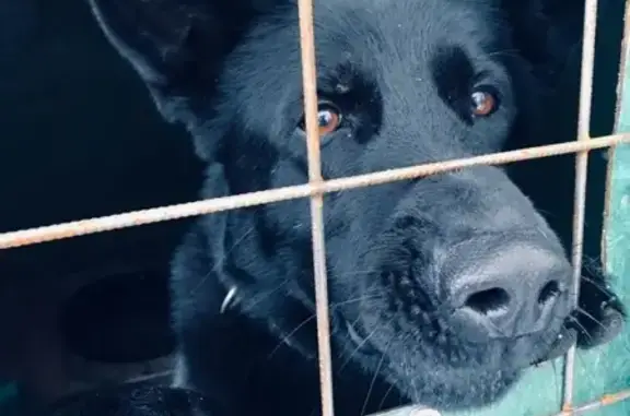 Найдена чёрная собака в Москве - 89999603034