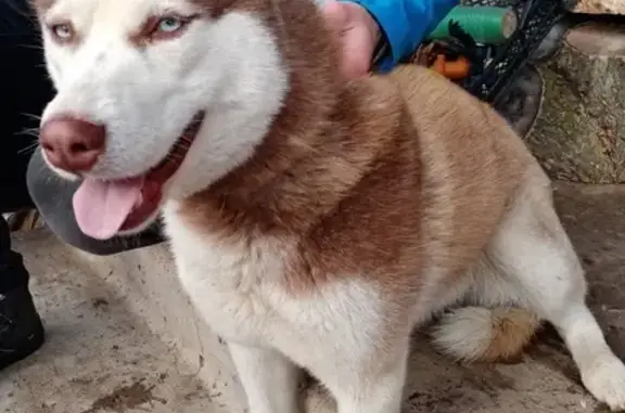 Найдена хаски-щенок в Волжском районе Саратова