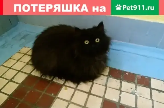 Найден пушистый кот на Днепропетровской, 3к4