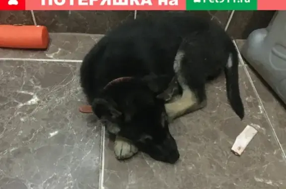 Собаки потеряшки, Кушва, фото: Потеряшка собака в Кушве: метис овчарки и лайки