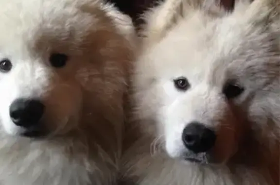Пропали две самоедские собаки в Одинцово