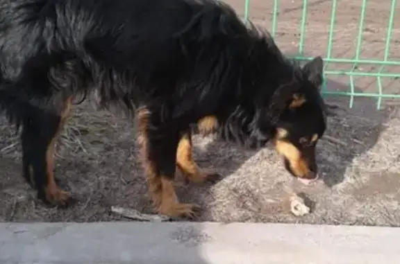 Найдена домашняя собака в Волжском