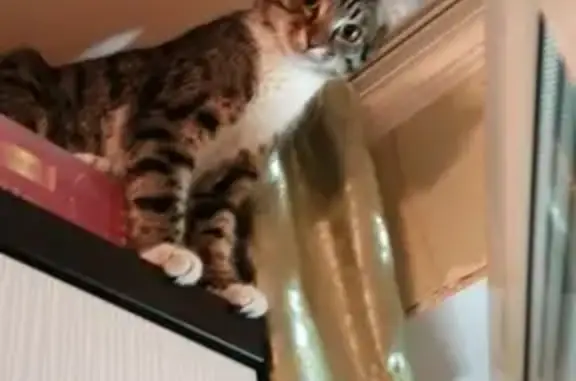 Котенок месяца найден в Москве