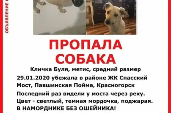 Пропала собака в Красногорске, Митино, Строгино и Тушино