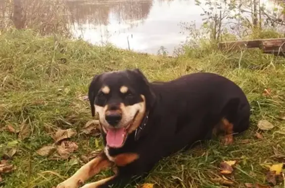 Пропала собака Чарлик в Куровском лесу