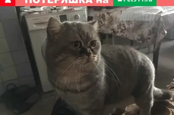 Пропала британская кошка в Яблоновском районе