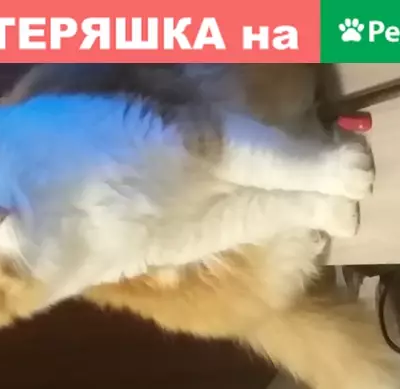 Кошки потеряшки, Санкт-Петербург, фото: Потеряшка котик на 2-й Комсомольской, 33к1