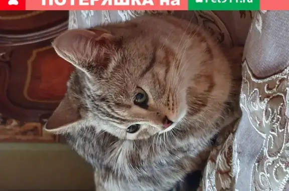 Найдена кошка на улице Соколова-Соколёнка