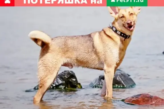 Пропала собака Кобель в д. Михайловское на Каширском шоссе, вознаграждение.