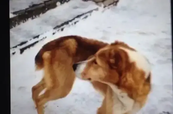 Найдена крупная собака в поселке Пировы-Городищи