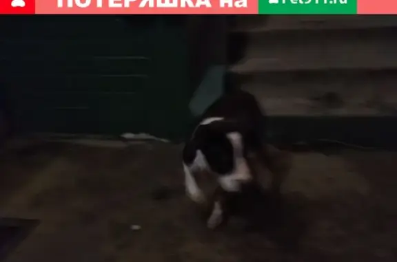 Потерянный щенок на ул. Клинская, Москва