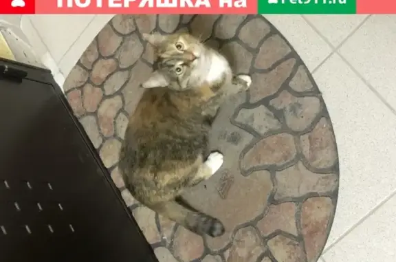 Найдена кошка в Балашихе, ул. Черняховского, 26