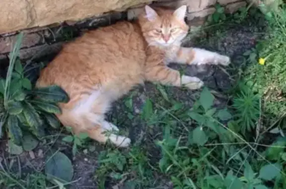 Пропал кот Кира в пос. Российский, Краснодарский край