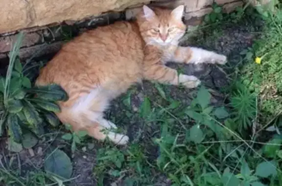 Пропала кошка в посёлке Российском