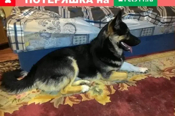 Найдена собака на ул. 40 лет Октября, 24