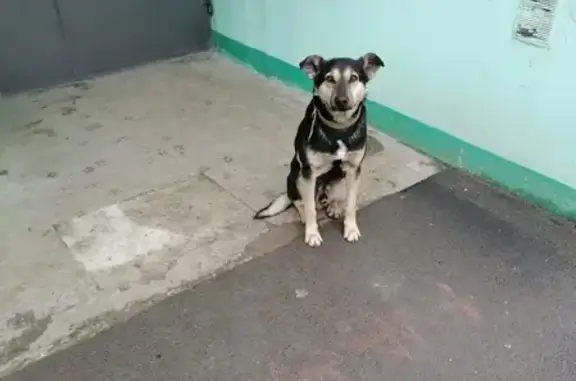 Собака ждет на 2-й Краснодарской, 143, Ростов.