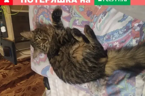 Пропала кошка Мася, Лобня, ул. Иванищенко 6
