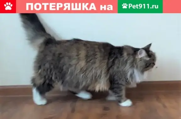 Найдена кошка в Мещерино, Ленинские Горки
