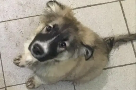 Найден щенок на Петрозаводской улице, Москва