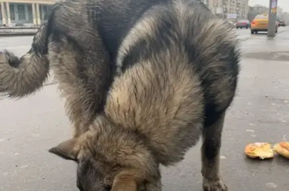 Собака найдена на Сокольнической линии, метро Университет.