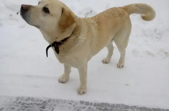 Собака лабрадора найдена в Москве, Вороновском поселении.