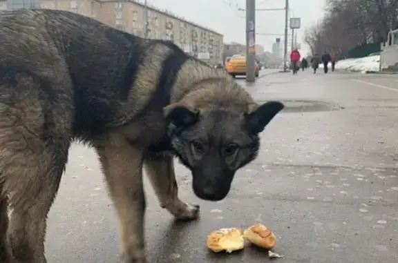 Собака найдена у метро Университет, Москва