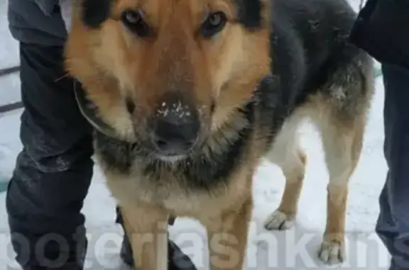 Найдена собака в Новосибирске!
