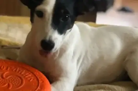 Пропала беременная собака Джина в Краснодаре