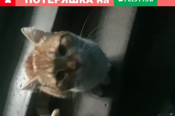Найдена рыжая кошка с белыми пятнами на пр. 40-летия Победы, 67