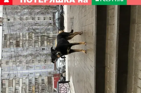 Найден молодой кобель в Видном у ТЦ Солнечный