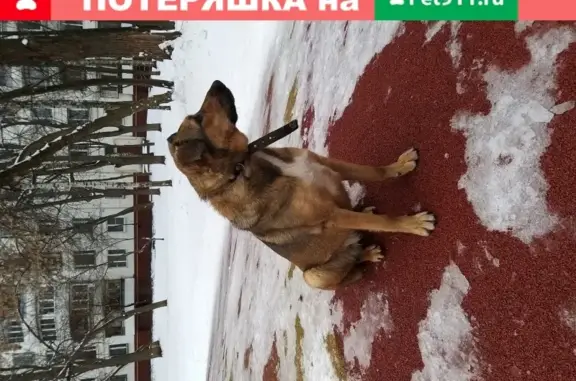 Найдена собака у Метро Беляево, ул. Генерала Антонова, д.7, корп. 2