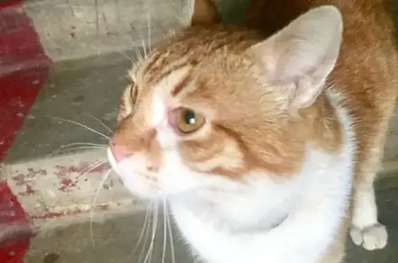 Найден рыжий кот с ошейником и травмой лапки в Ростове